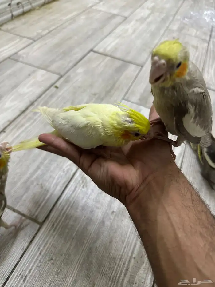 سلام عليكم للبيع فروخ كروان 1