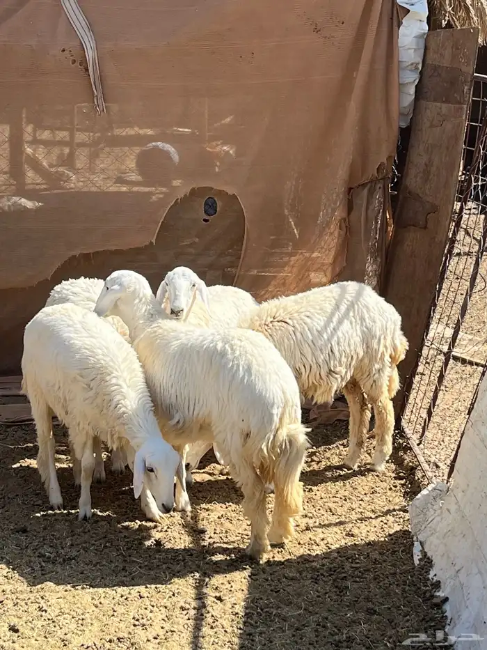 رخال مقنوي 9 شهور 5