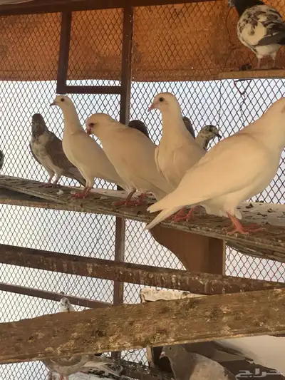 حمام فرنسي سوري وباكستاني للبيع كامل أزوج منتجه العدد غير 4