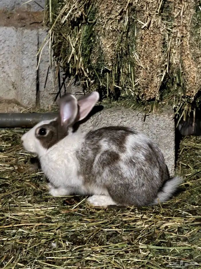 4 حبات ارانب 1