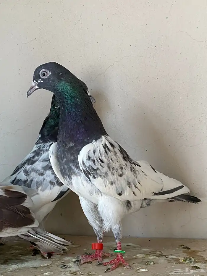 حمام باكستاني 2