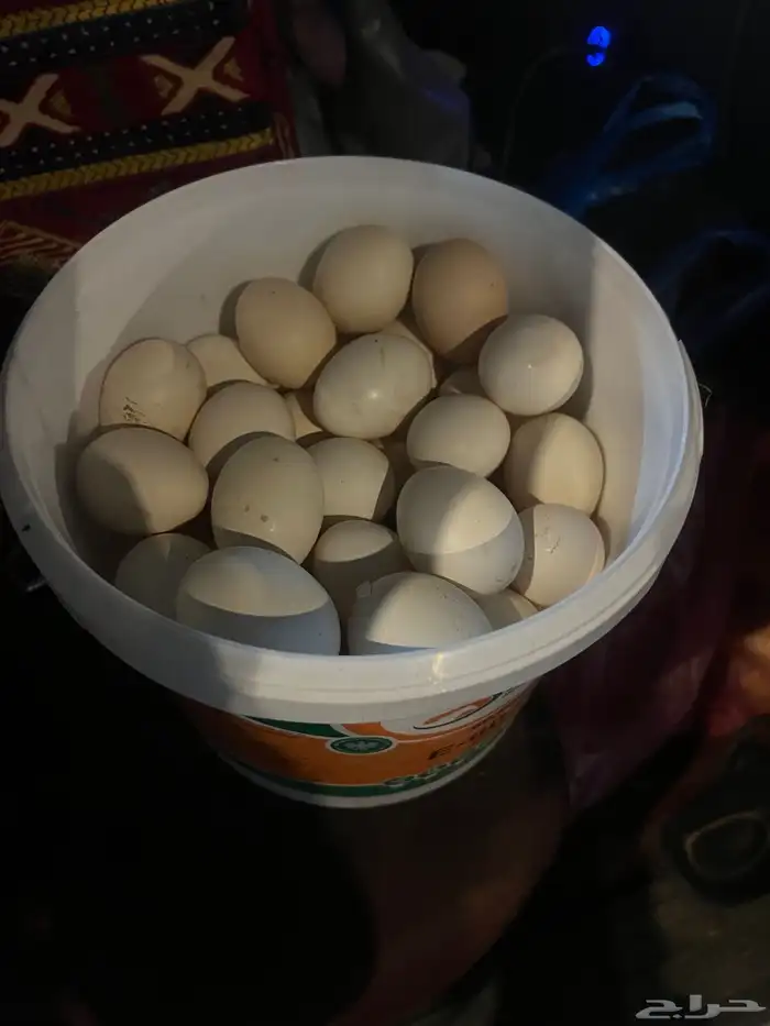 بيض بلدي طازج 6