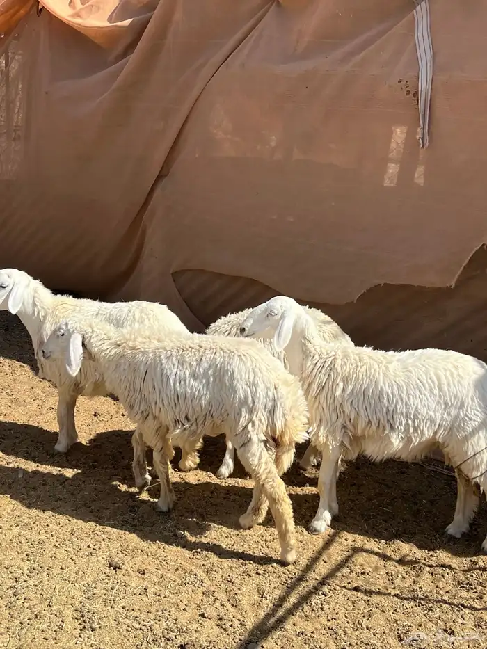 رخال مقنوي 9 شهور 1