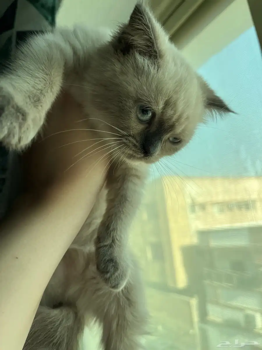 قط هيمالايا سكوتش 0