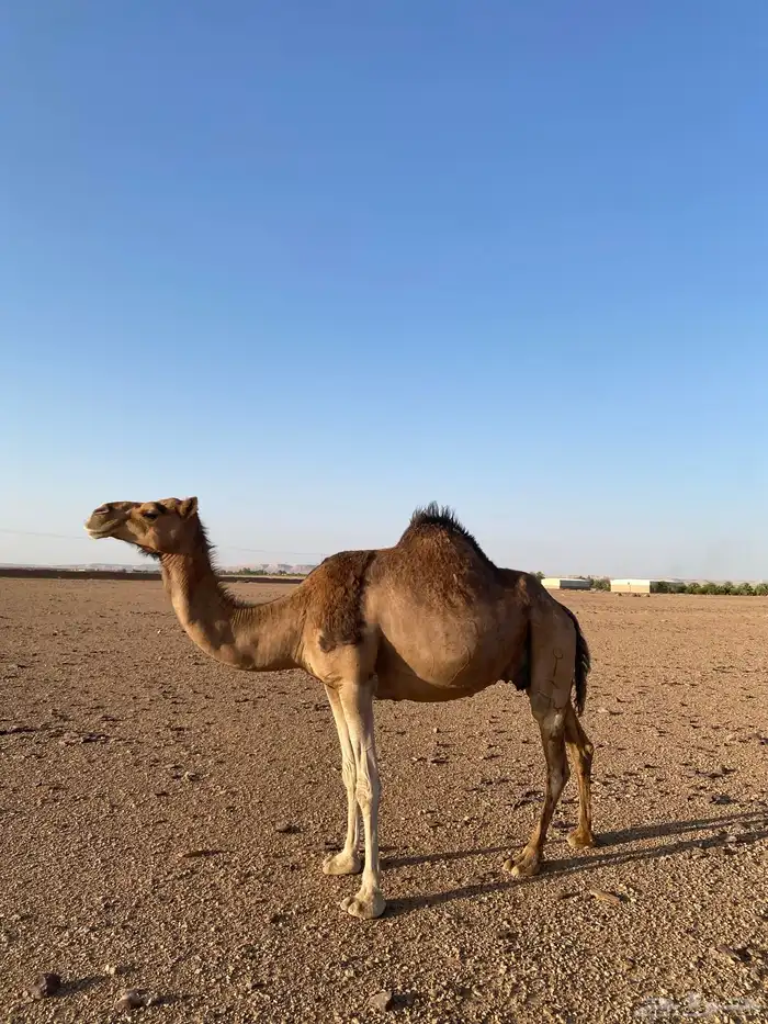 خلفه 0