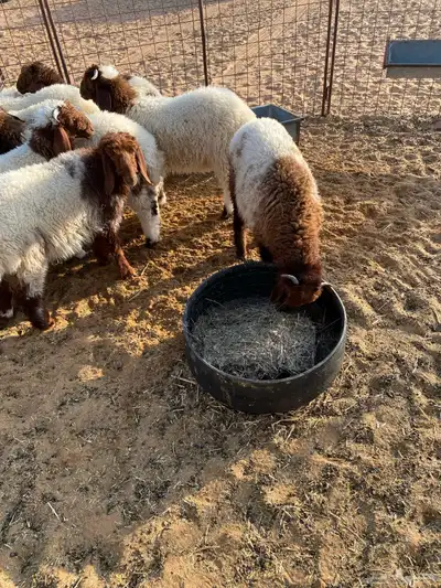 بهم نعيم .. تم البيع 4