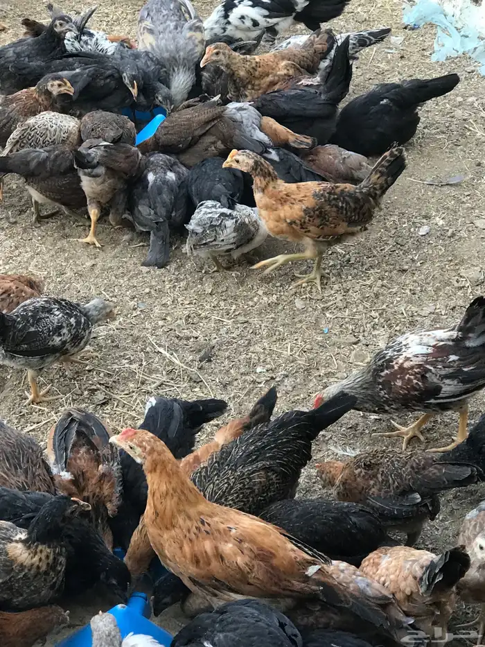 صوص بلدي عمر شهرين 2