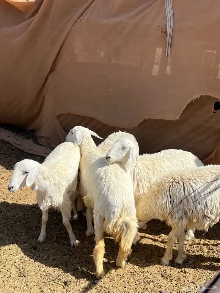 رخال مقنوي 9 شهور 2