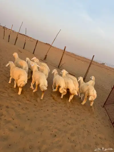 رخال صنف مراح واحد ( تم البيع ) 2