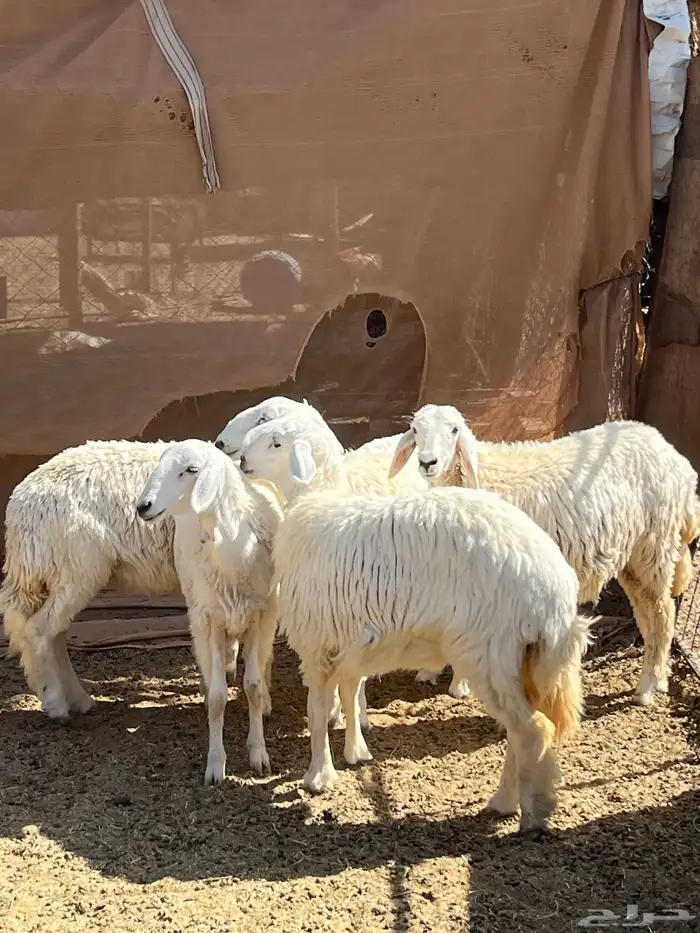 رخال مقنوي 9 شهور 4