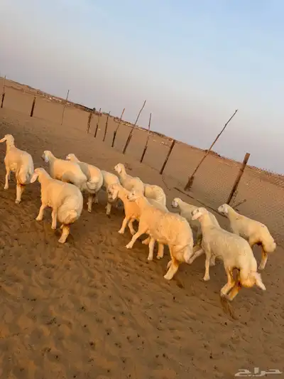 رخال صنف مراح واحد ( تم البيع ) 3