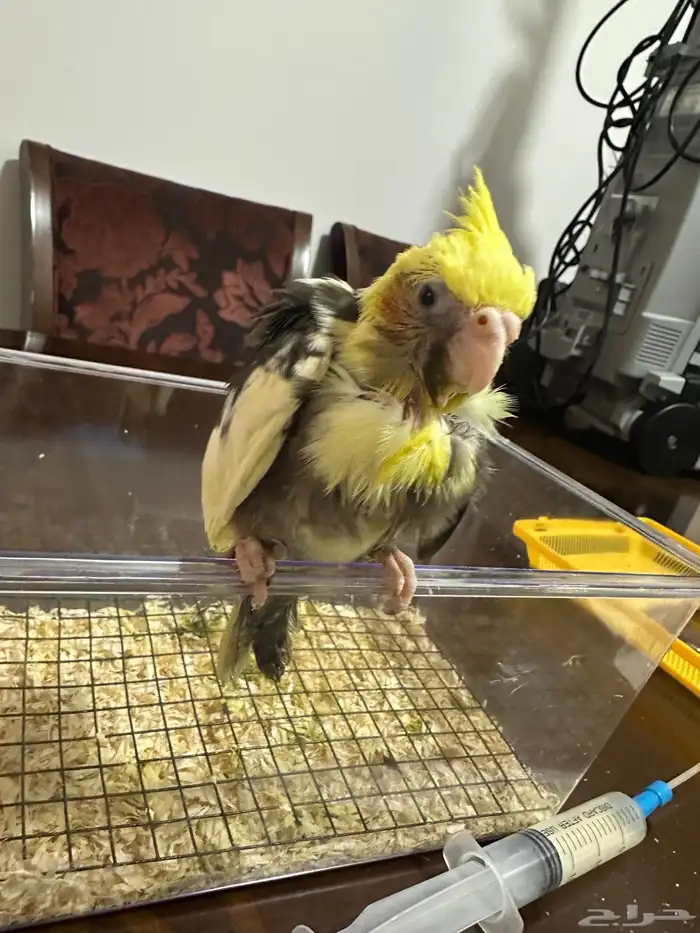 فرخ كروان نهايت غر 0