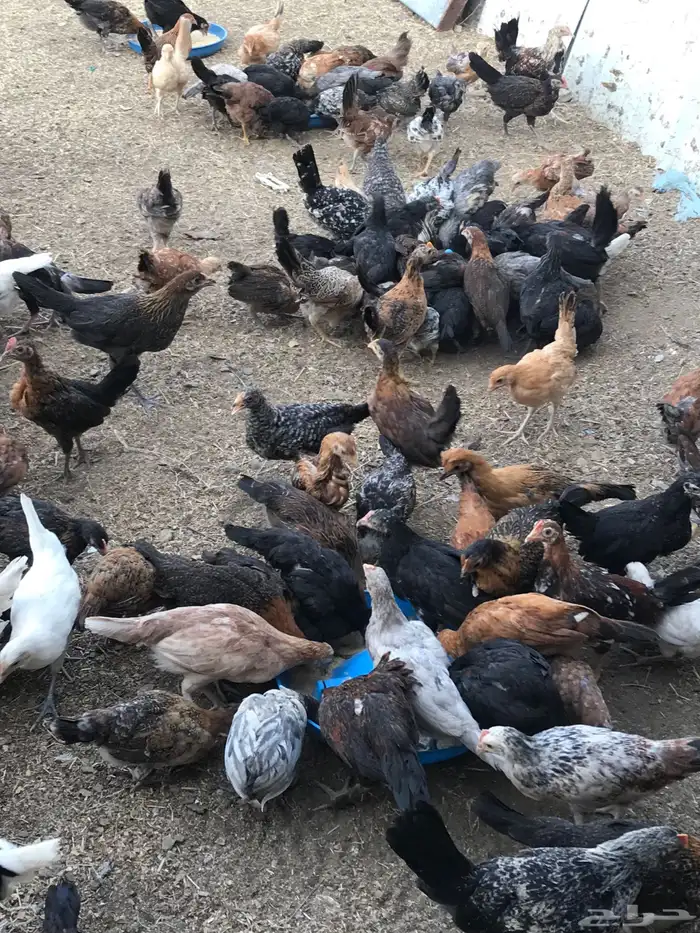 صوص بلدي عمر شهرين 9