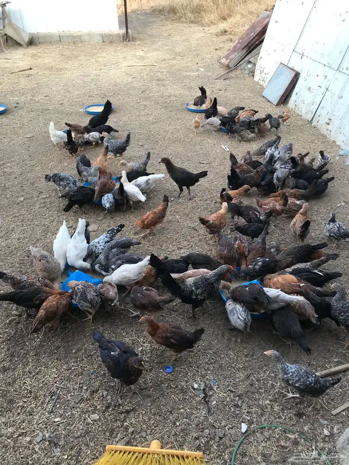 صوص بلدي عمر شهرين 14
