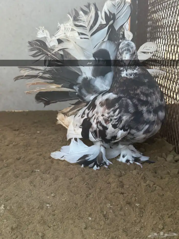 زوج رقاص أمريكي استاندر 4