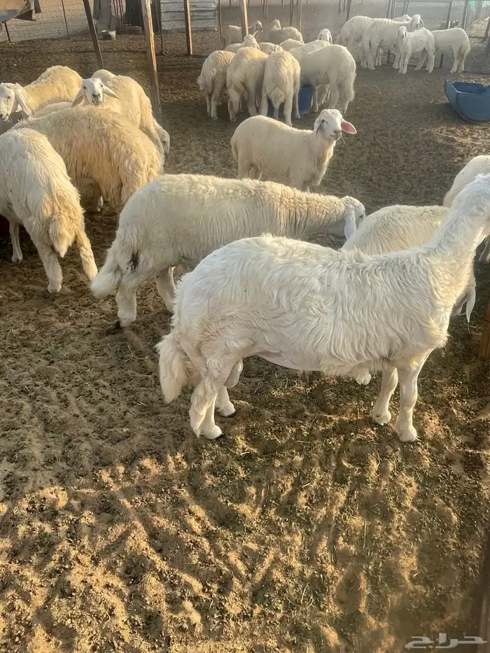 طليان 7
