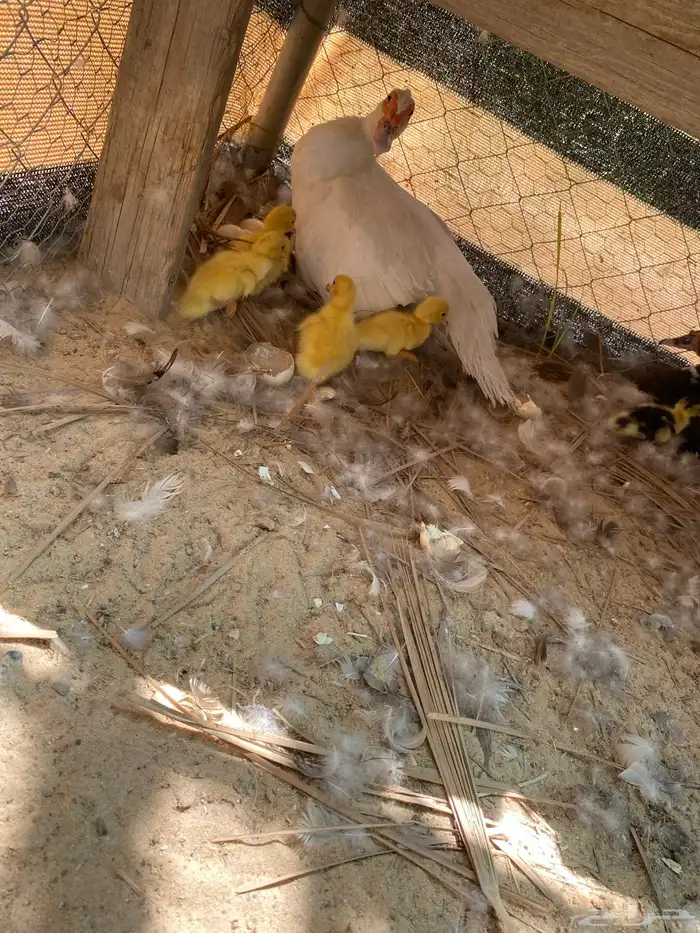 بط مصري وصيصان 0
