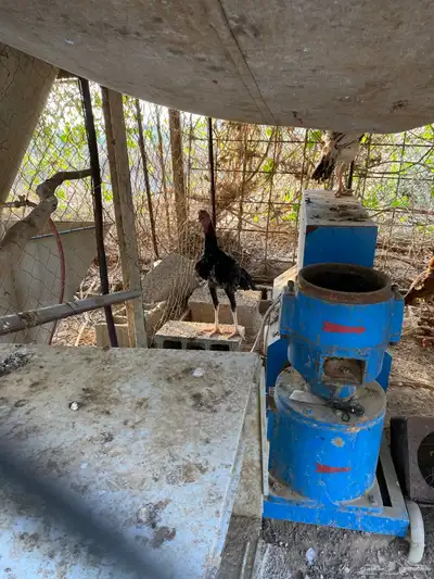 اعرض لكم ديك شامو 2