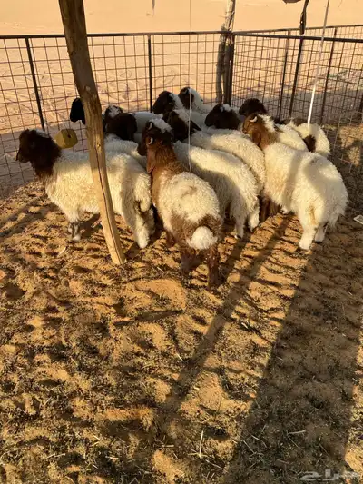 بهم نعيم .. تم البيع 0