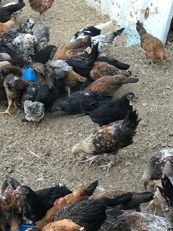 صوص بلدي عمر شهرين 5