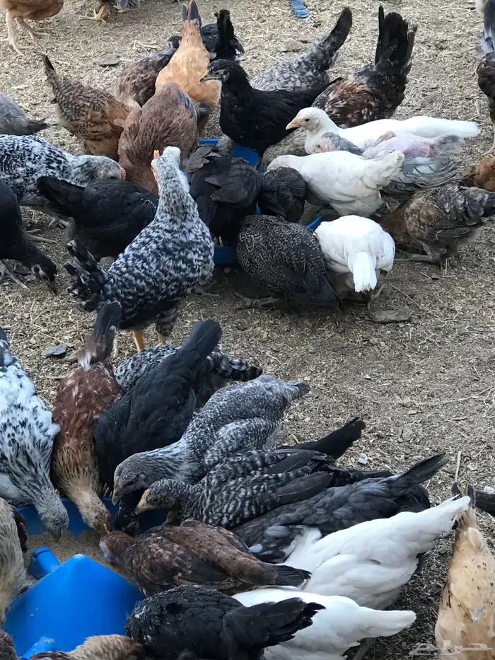صوص بلدي عمر شهرين 1