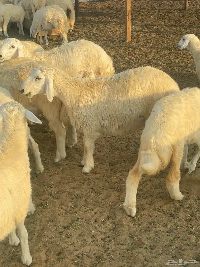 طليان 1