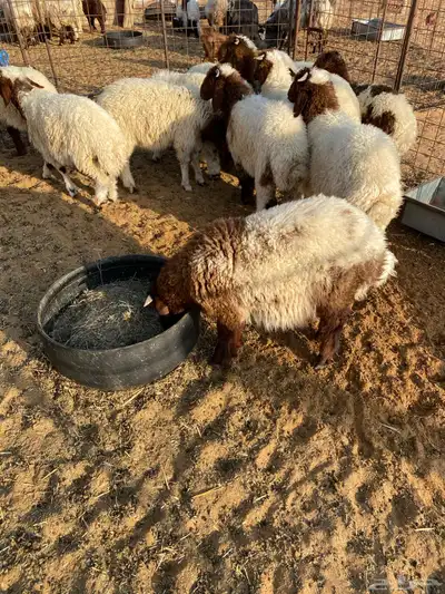 بهم نعيم .. تم البيع 8