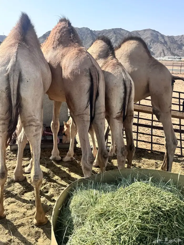 قعدان بلدي وقعدان طايفي كفو مبادي وزواجات شي كفو 3