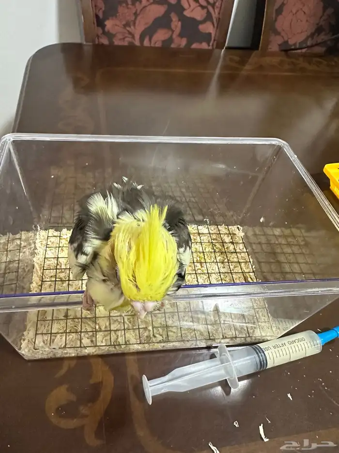 فرخ كروان نهايت غر 1