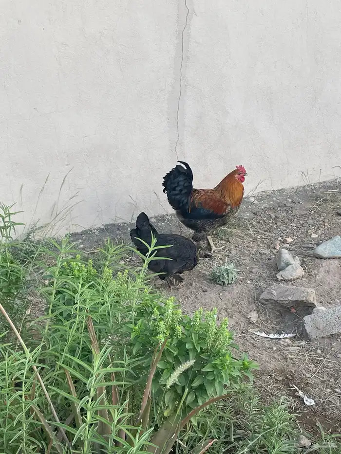 دجاج 4