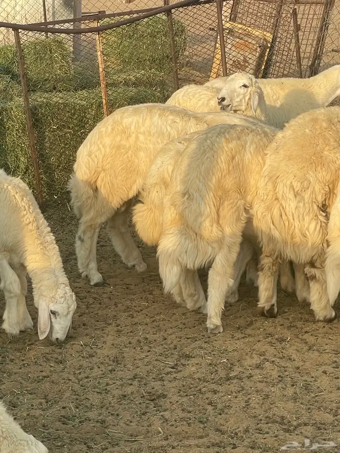 طليان 8