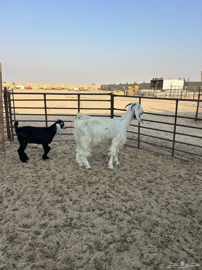 عنز رغوث حدرها تيس ابوشهرين ونص 2