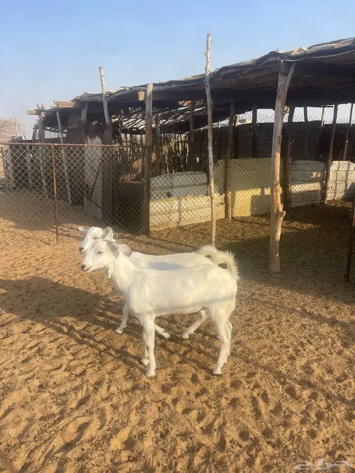 جفار بيشيات 2