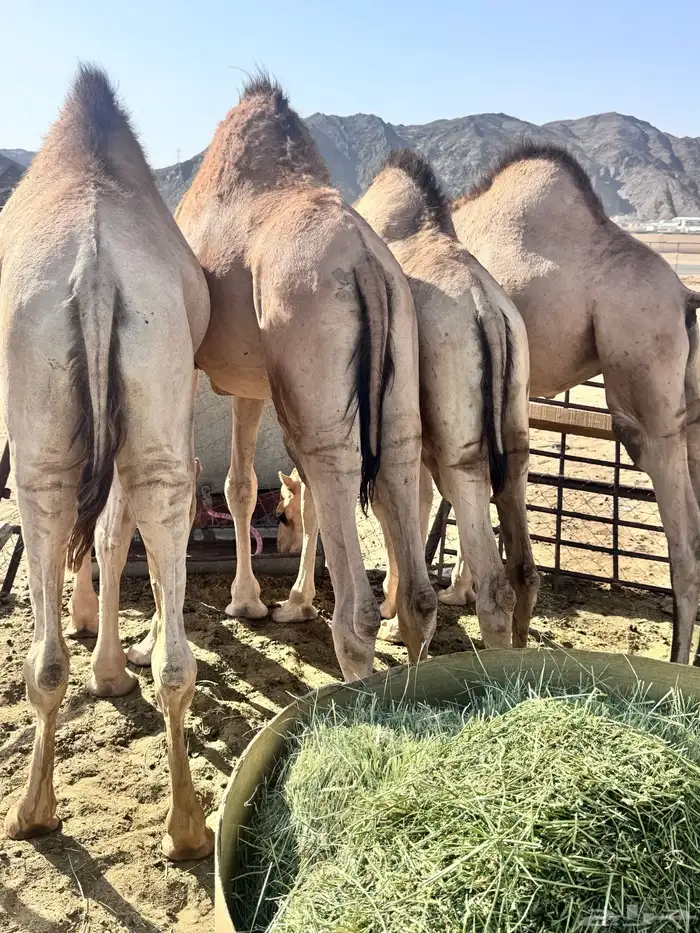 قعدان بلدي وقعدان طايفي كفو مبادي وزواجات شي كفو 2