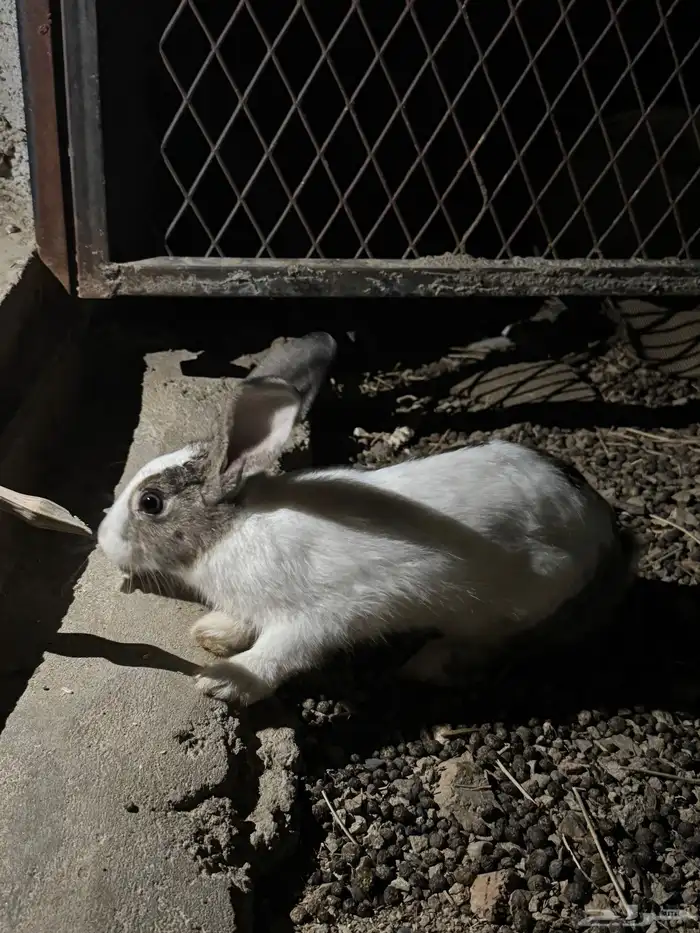 4 حبات ارانب 2