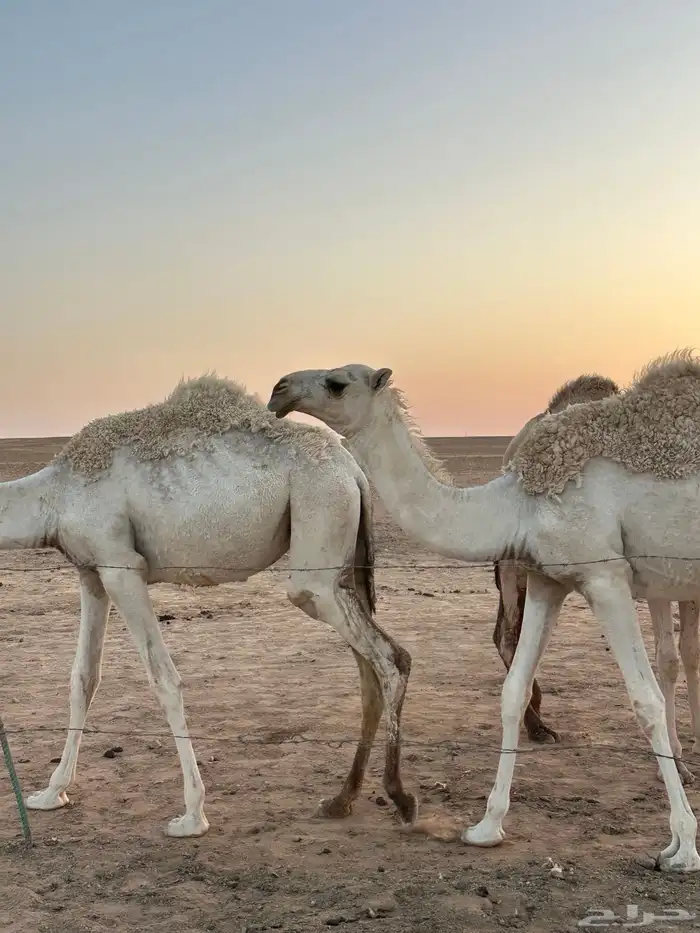 بعير اشقح 6