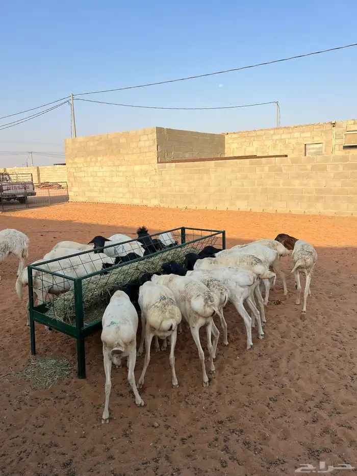 برابر ذبائح مرابي 0