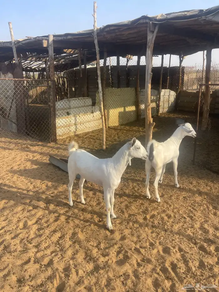 جفار بيشيات 0
