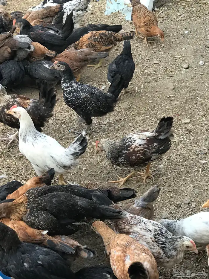 صوص بلدي عمر شهرين 4
