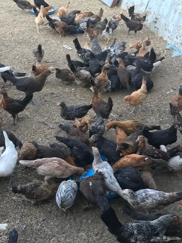 صوص بلدي عمر شهرين 8