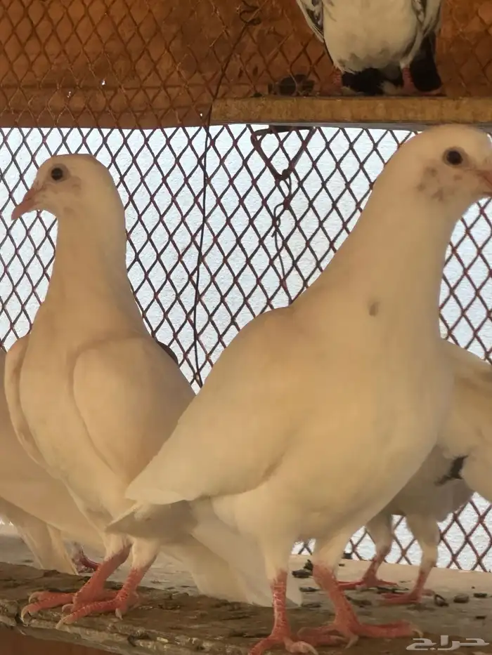حمام فرنسي سوري وباكستاني للبيع كامل أزوج منتجه العدد غير 0