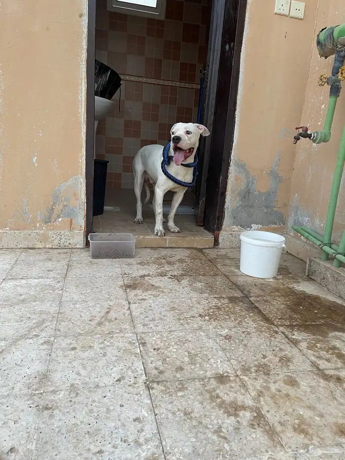 دوقو ارجنتينو 2