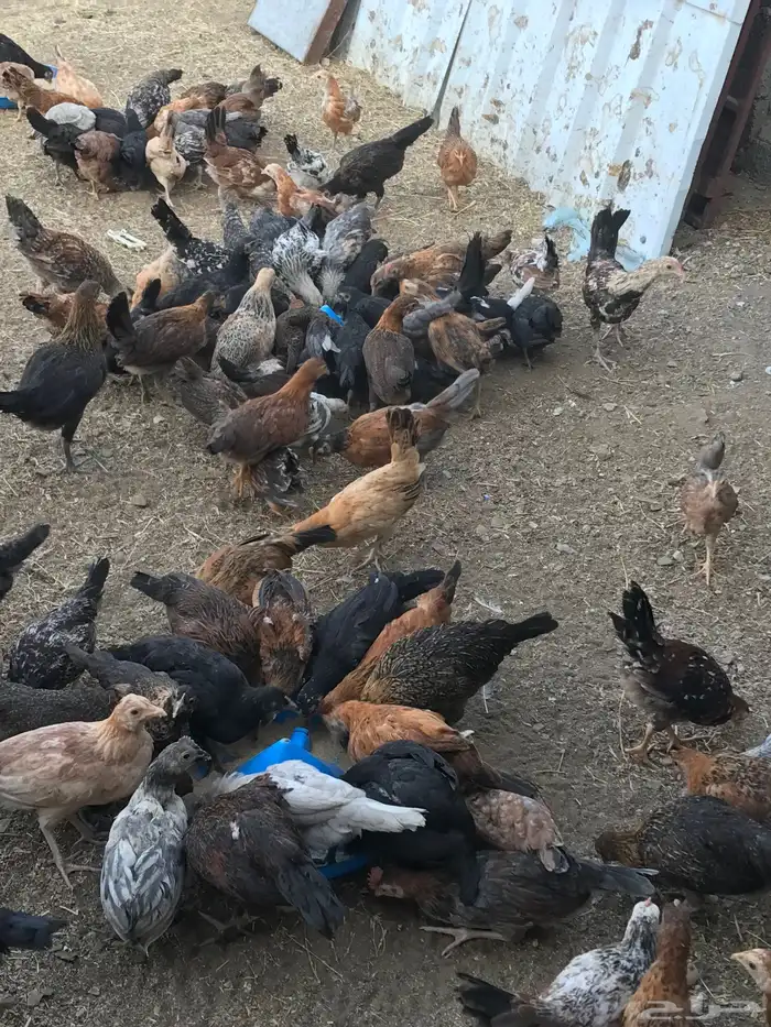 صوص بلدي عمر شهرين 6