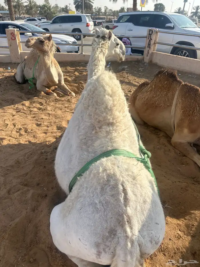 قعود السن لقي وطيب 1