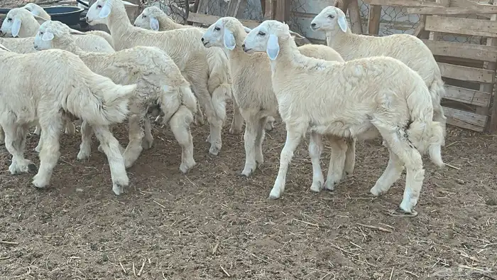طليان اكبر من الوسط طرف وفل شحم(تم البيع) 5
