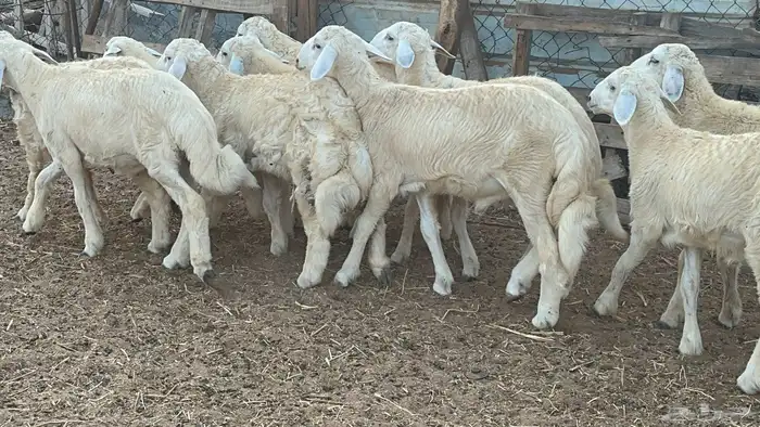 طليان اكبر من الوسط طرف وفل شحم(تم البيع) 1