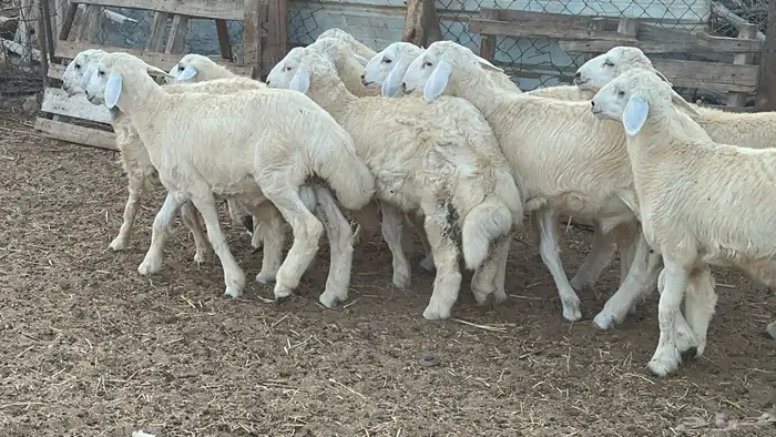 طليان اكبر من الوسط طرف وفل شحم(تم البيع) 4