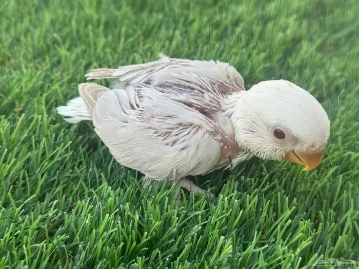 فروخ روز تقبل الغر 2