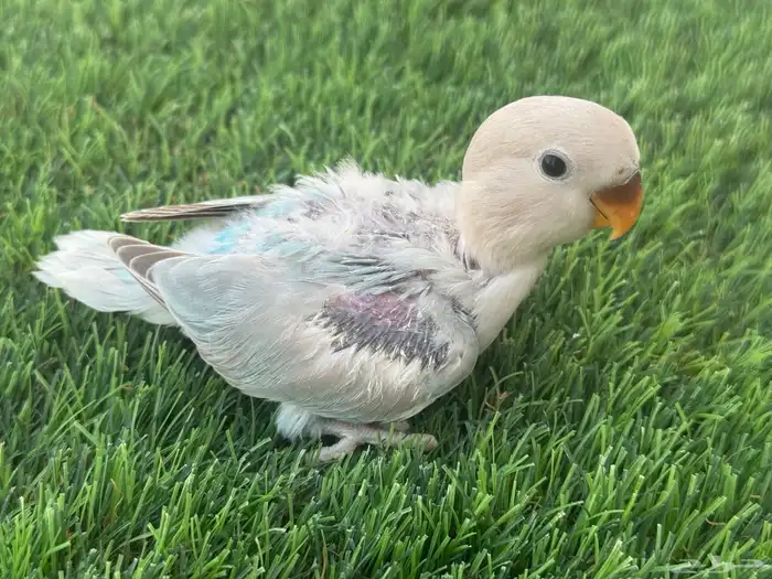 فروخ روز تقبل الغر 1