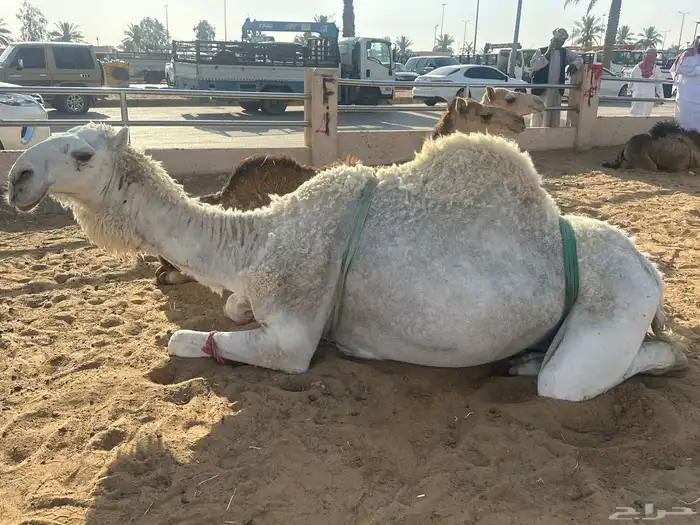 قعود السن لقي وطيب 0